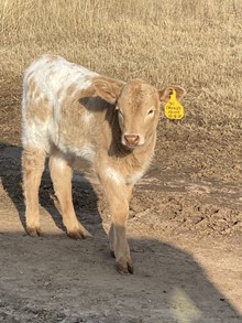 MML 50 FRECKLES HEIFER