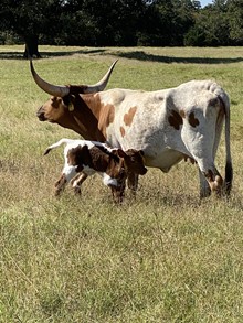 MML EASTER LILLY HEIFER